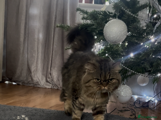 Persian cats Persian cat for rehome - Advert 1