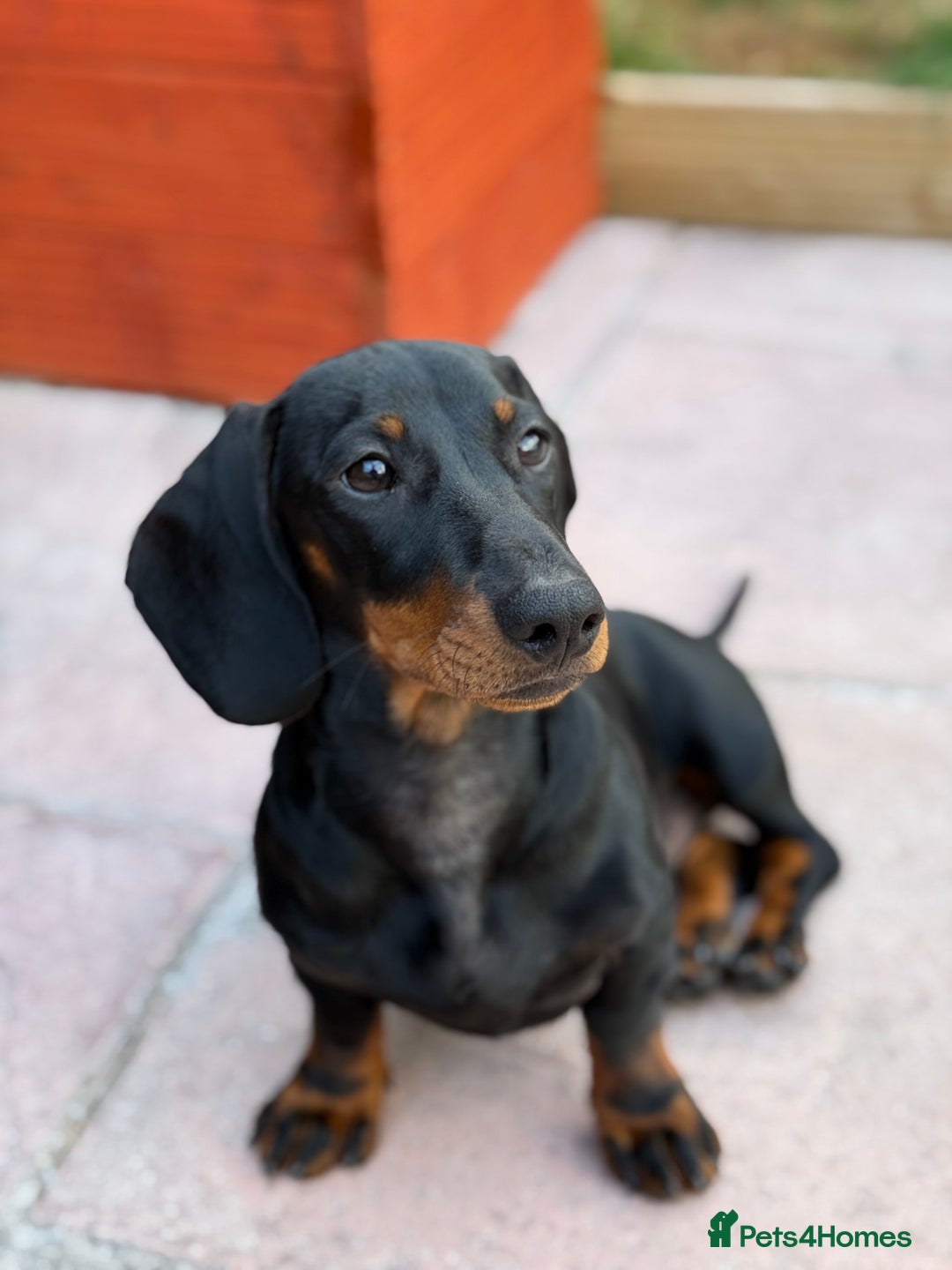 Dachshund dogs for sale: Dexter & Bruno - Image 3