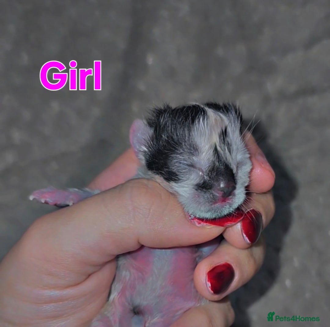 Savannah cats for sale: 🐾Savannah X Domestic Shorthair Cubs - Image 2