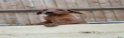 Labrador Retriever dogs for sale: KC Registered Mahogany Red Labrador Puppies - Advert 7