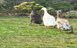 Ducks poultry for sale: Indian Runner Drakes - Image 2