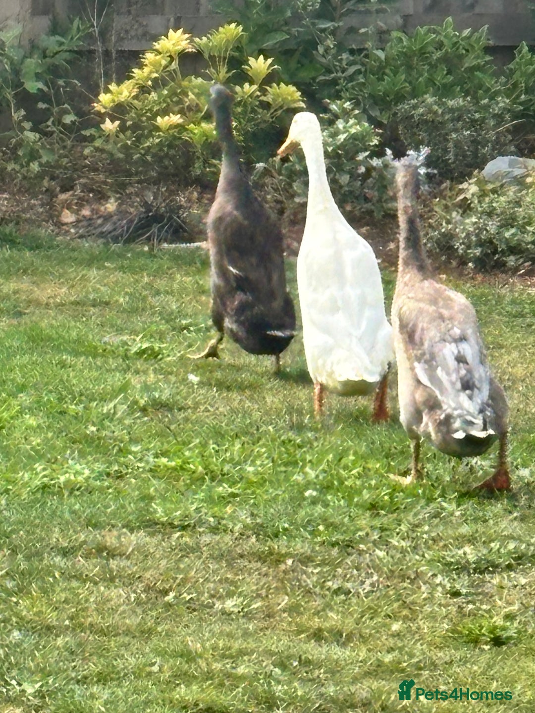 Ducks poultry for sale: Indian Runner Drakes - Image 2