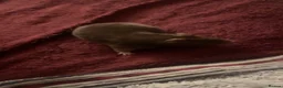 Hamster rodents for sale: male syrian hamster  - Advert 6