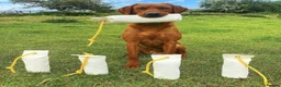 Labrador Retriever dogs for sale: KC Reg Health Tested Labrador Pups in Shipston-on-Stour - Advert 2