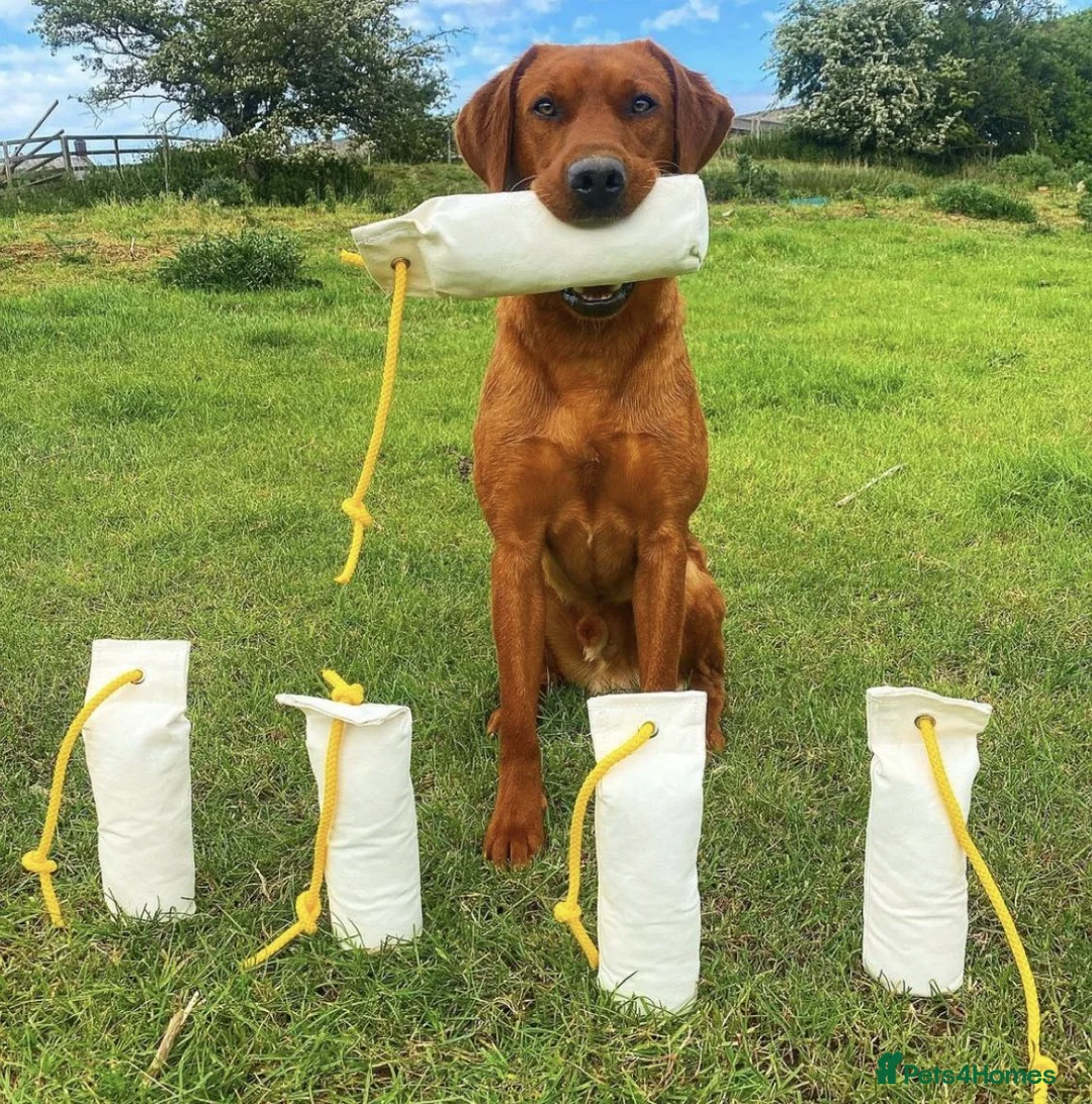 Labrador Retriever dogs for sale: KC Reg Health Tested Labrador Pups in Shipston-on-Stour - Advert 2