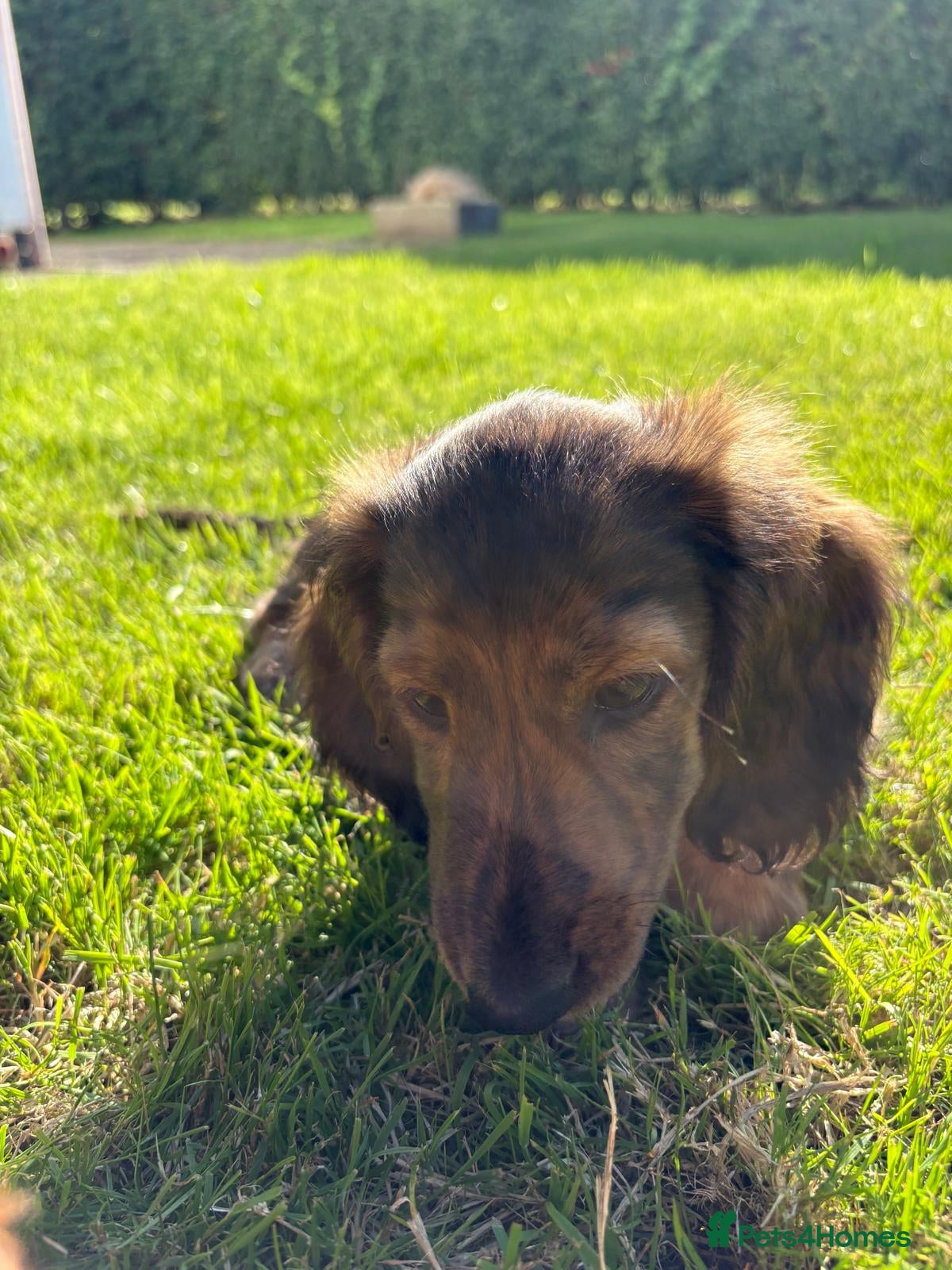 Miniature Dachshund dogs KC Reg, Champion Bloodline, Female Mini Dachshund - Advert 2