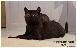 British Shorthair cats for sale: Chocolate Brown British Blue and Grey Fold Boys - Image 1