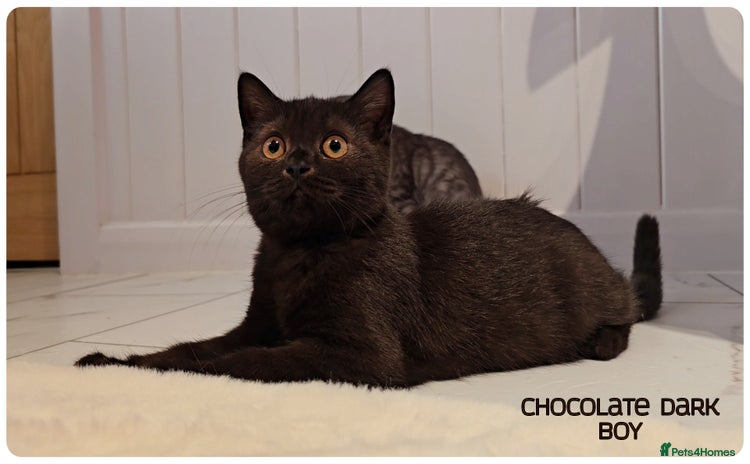 British Shorthair cats - Advert 4