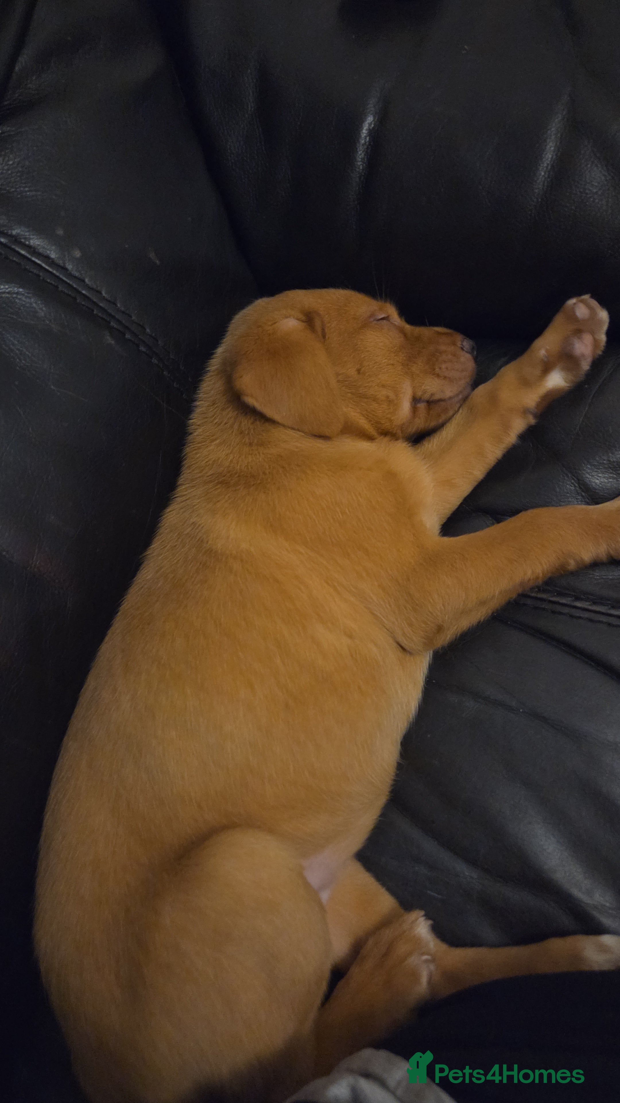 Labrador Retriever dogs Beautiful Labrador girl pup - Advert 9