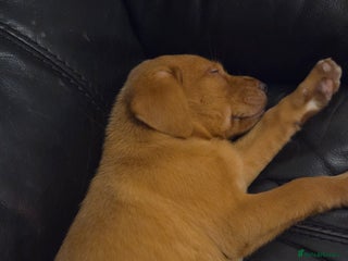 Labrador Retriever dogs Beautiful Labrador girl pup - Advert 1