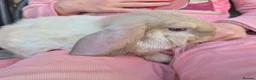 Mini Lop rabbits for sale: Gorgeous mini lop kits ready for new homes - Advert 7