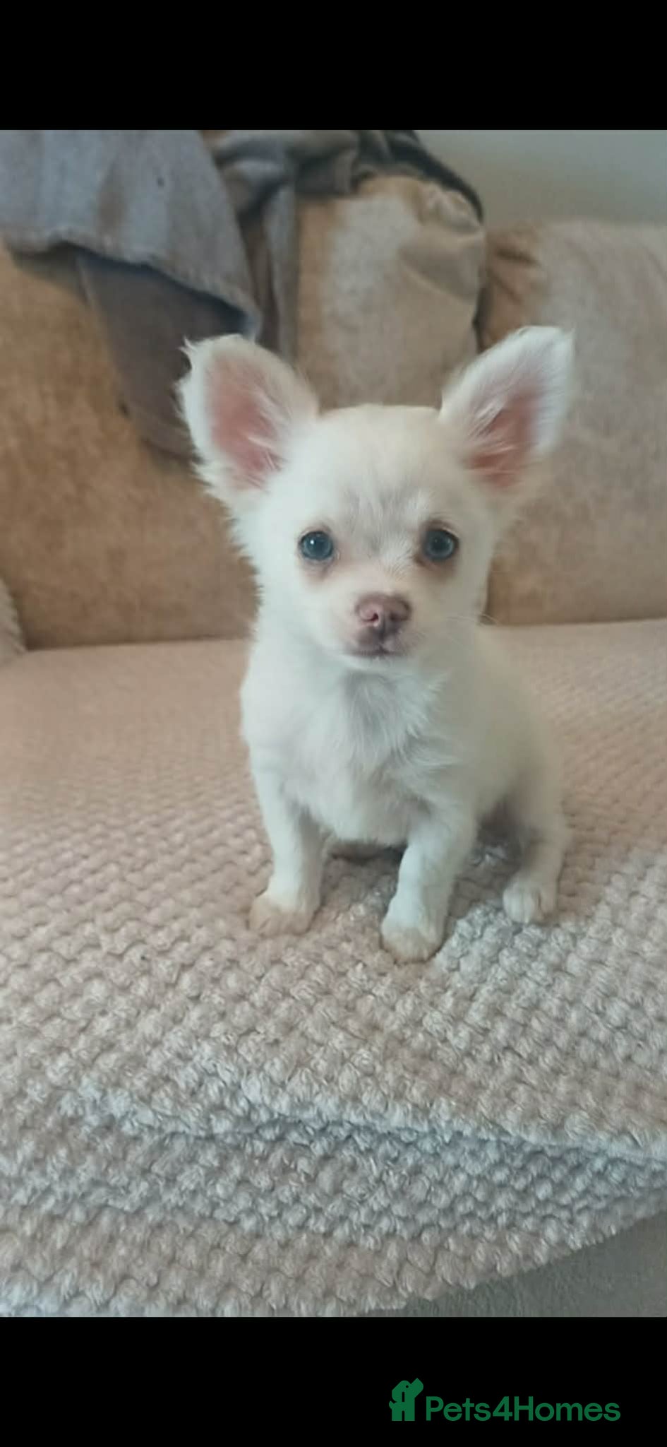 Chihuahua dogs 3 Stunning looking boys for sale - Advert 2