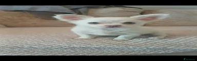 Chihuahua Puppy 1