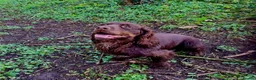Cocker Spaniel dogs for sale: KC REG COCKER SPANIEL PUPPIES  - Advert 5
