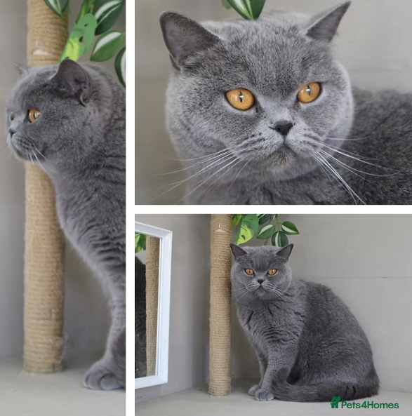 British Shorthair cats Gorgeous Skye is for sale! Stunning retired Queen - Advert 1