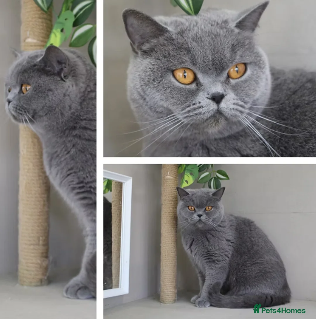 British Shorthair cats for sale: Gorgeous Skye is for sale! Stunning retired Queen - Advert 1