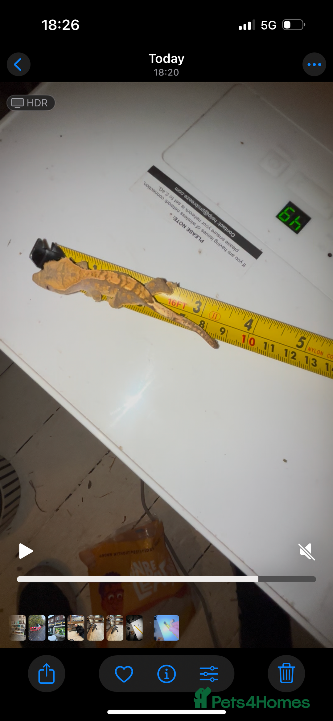 Gecko reptiles for sale: Crested gecko - Advert 2