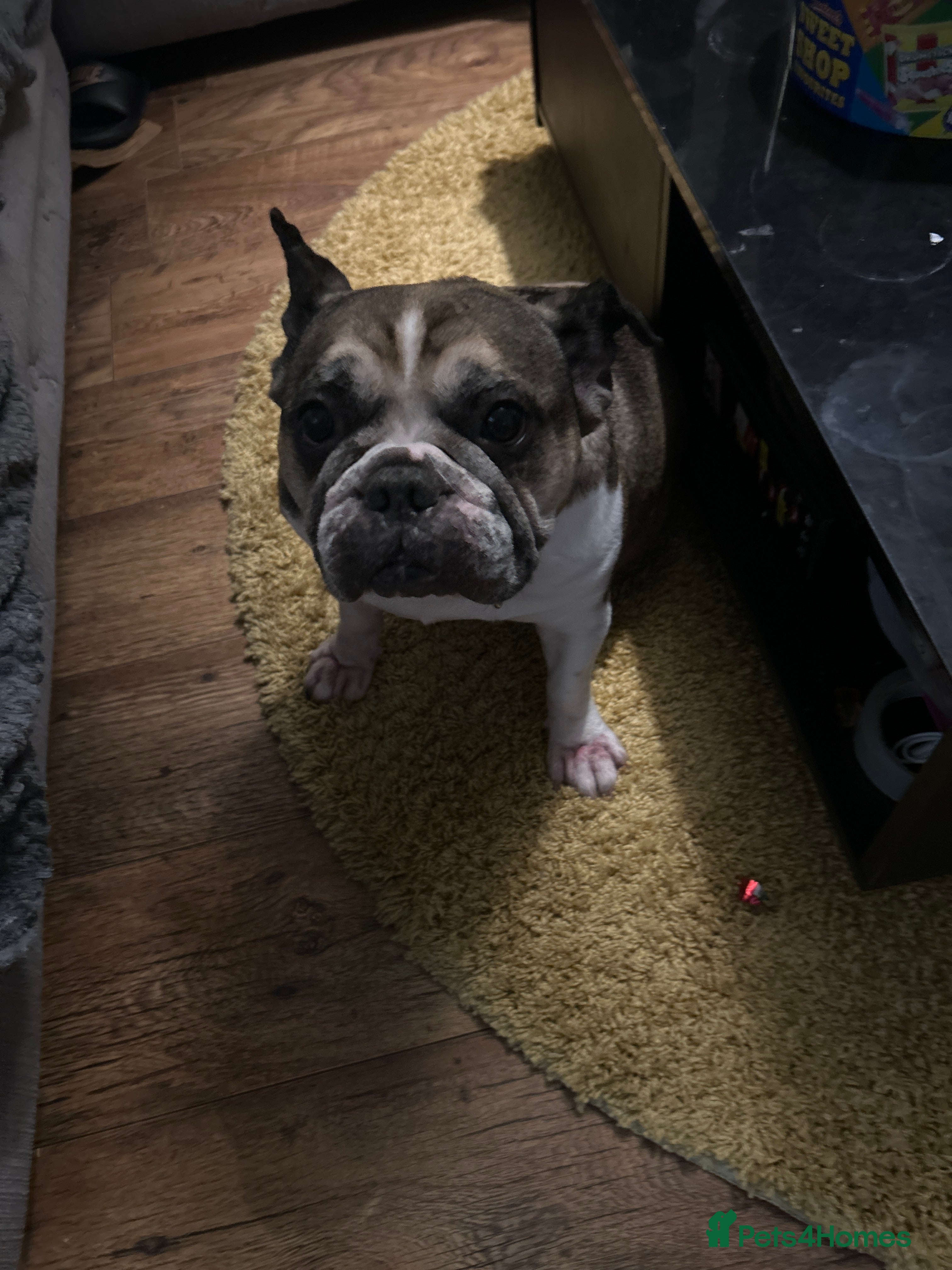 French Bulldog dogs Female French bulldog - Advert 9