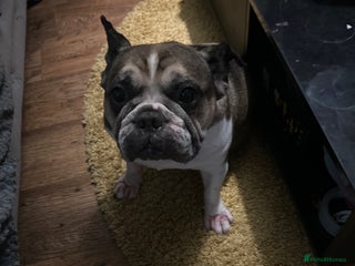 French Bulldog dogs Female French bulldog - Advert 4