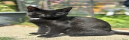Mixed Breed cats for sale: Mixed Breed 15 week old kittens available - Advert 4