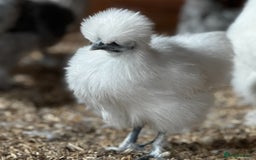 Chickens poultry for sale: Silkies - Hens, Cockerels, Growers   - Image 1