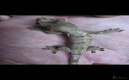 Gecko reptiles for sale: Baby chahoua white collor  - Image 3