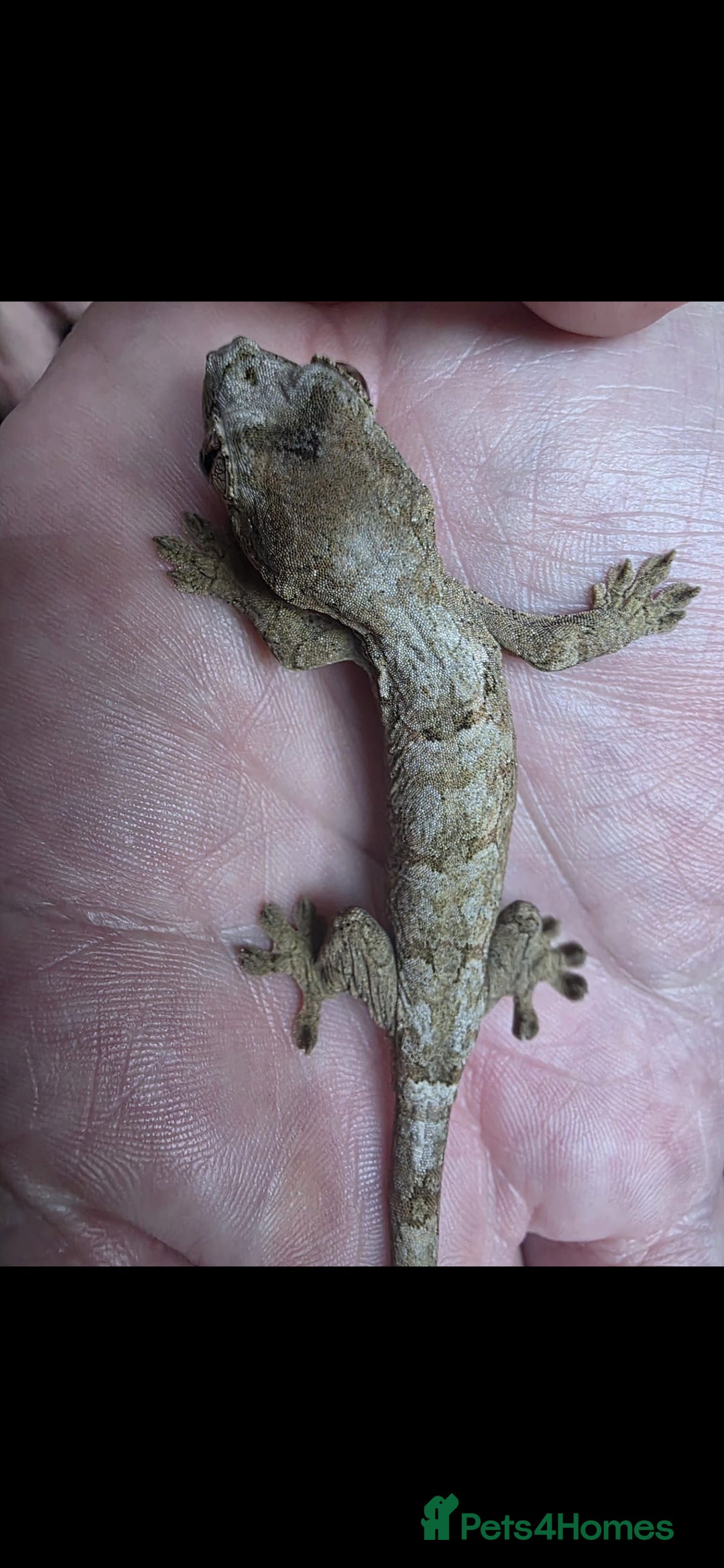 Gecko reptiles for sale: Baby chahoua white collor  - Image 3