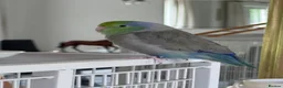 Budgerigars birds for sale: Beautiful Tame Male Parrotlet - Advert 4
