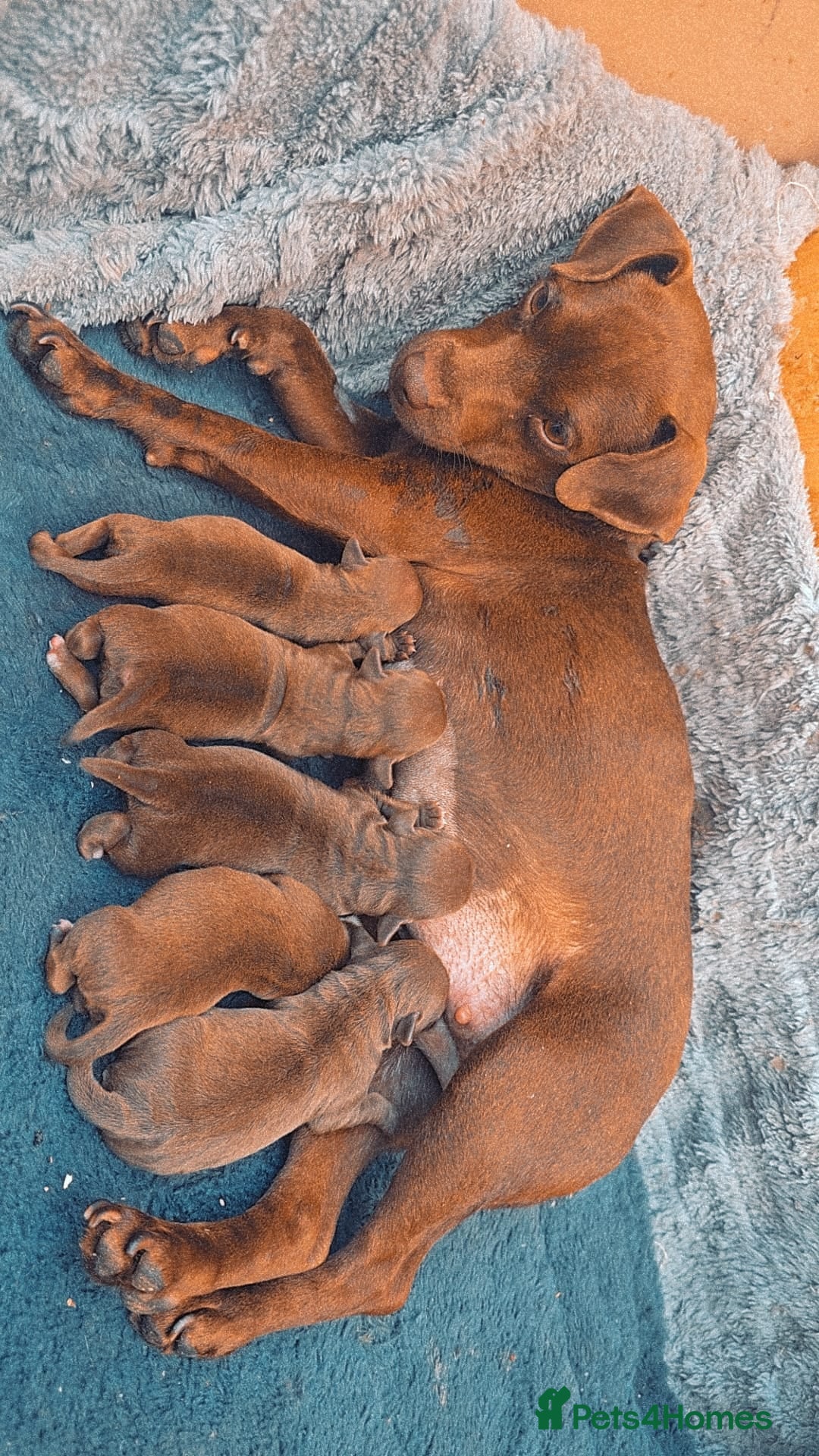 Patterdale Terrier dogs for sale: Chocolate paterrdale  - Image 6