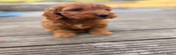 Cockapoo dogs for sale: F1 stunning cockapoos  - Advert 8
