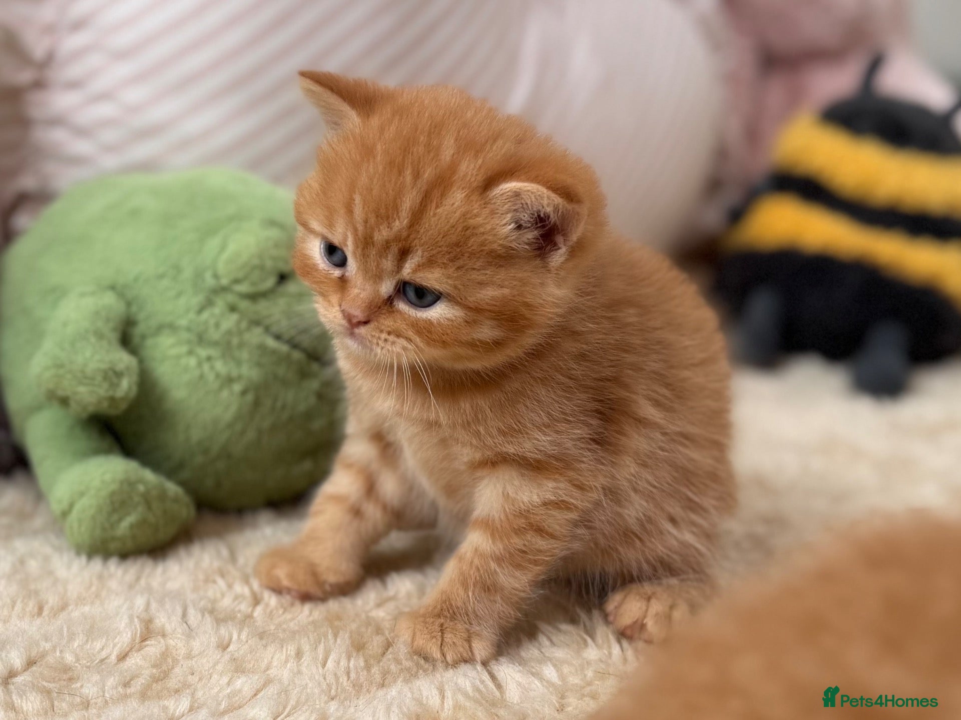 British Shorthair cats 🧡✅BSH red and lilac 💜Tica reg  - Advert 1