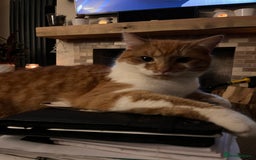 British Shorthair cats for sale: Ginger Boy Needs A New Home - Image 9