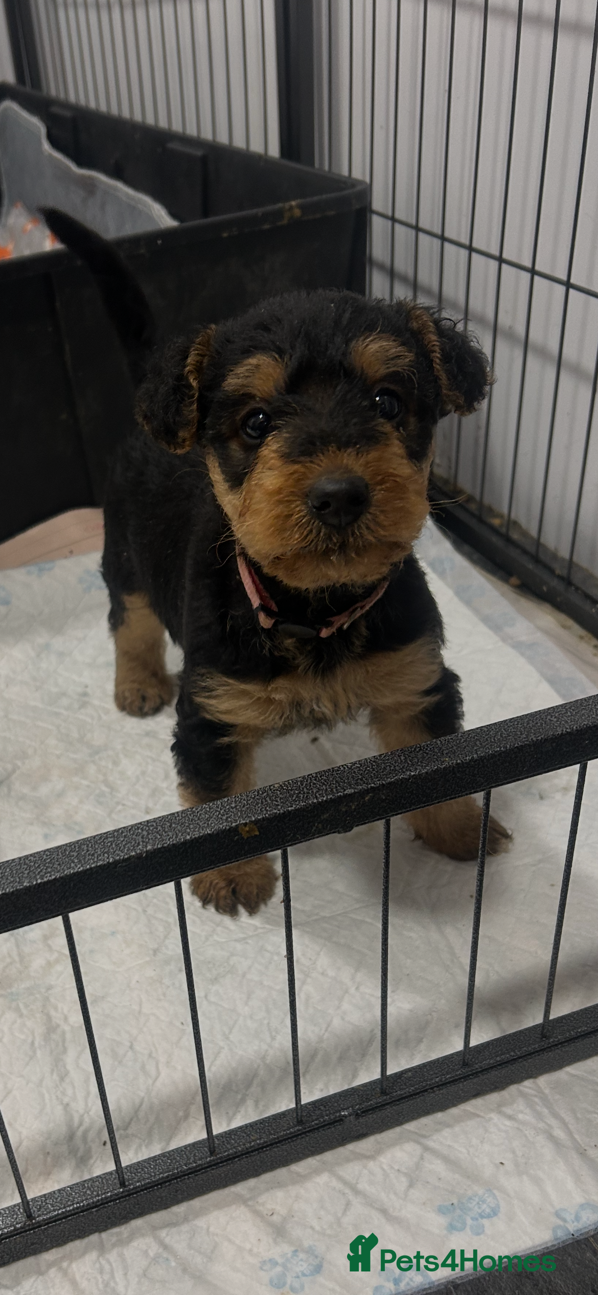 Airedale Terrier dogs Quality KC registered female puppy available  - Advert 1