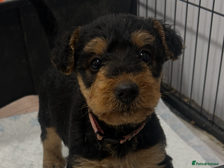 Airedale Terrier dogs Quality KC registered female puppy available - Advert 1