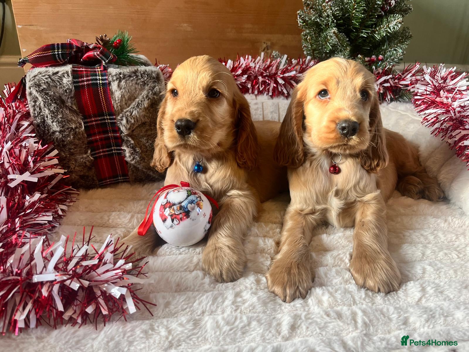 Cocker Spaniel dogs ✨ KC Show-Type Cocker Spaniel Puppies ✨ - Advert 3