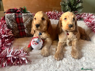 Cocker Spaniel dogs ✨ KC Show-Type Cocker Spaniel Puppies ✨ - Advert 3