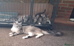Maine Coon cats for sale: Female Mainecoon For Sale - Image 6
