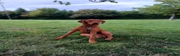Hungarian Vizsla dogs for stud: Proven Hungarian Vizsla Stud Kronstaar Escobar - Advert 2