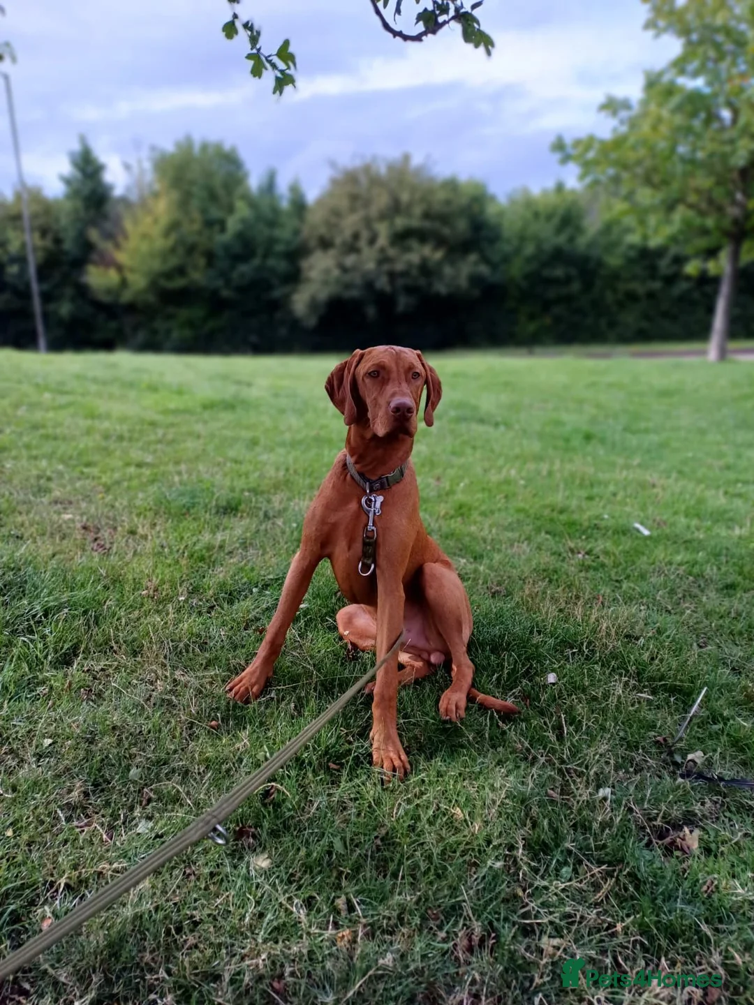 Hungarian Vizsla dogs for stud: Proven Hungarian Vizsla Stud Kronstaar Escobar - Advert 2