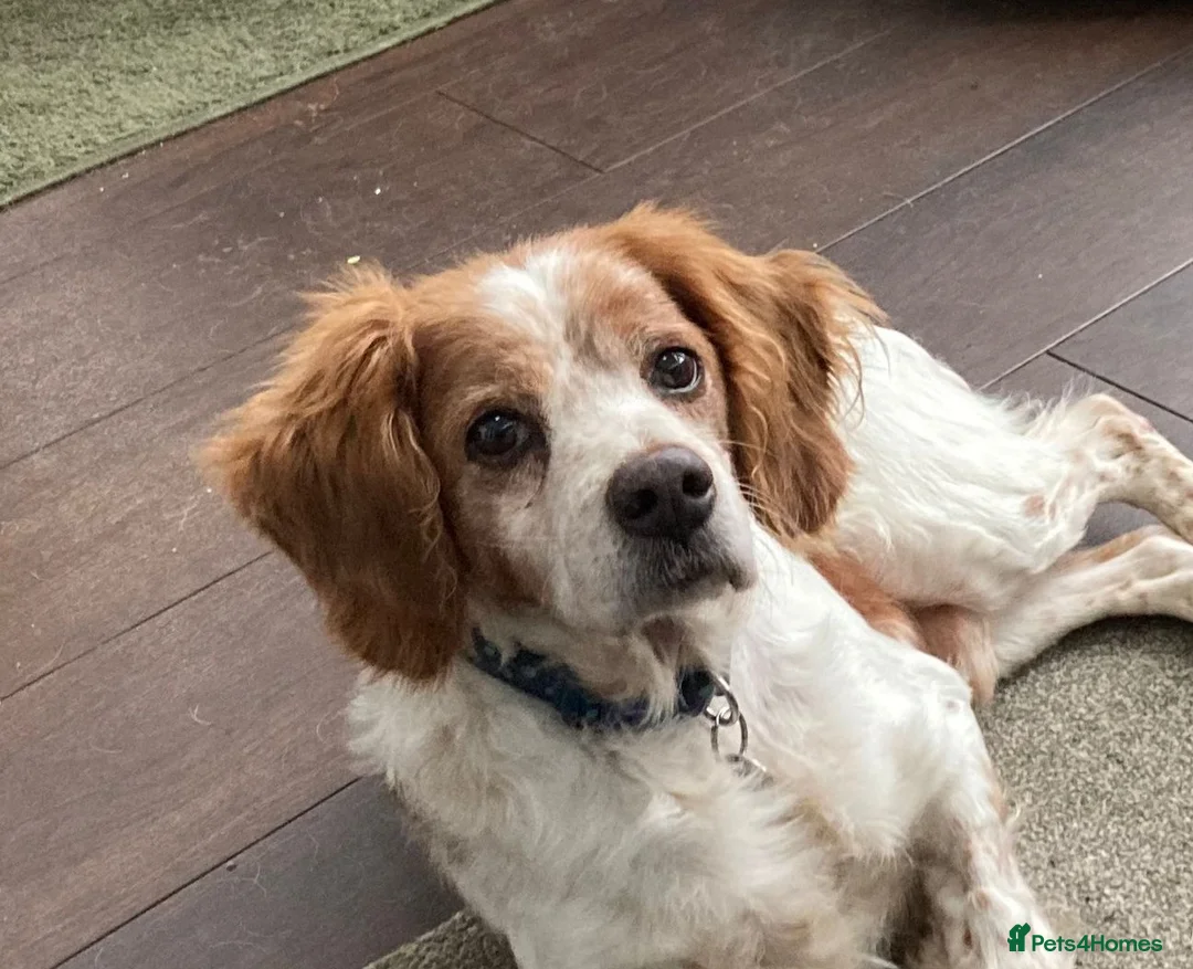 Brittany Spaniel dogs for adoption: Onil, a gorgeous Brittany - Advert 1