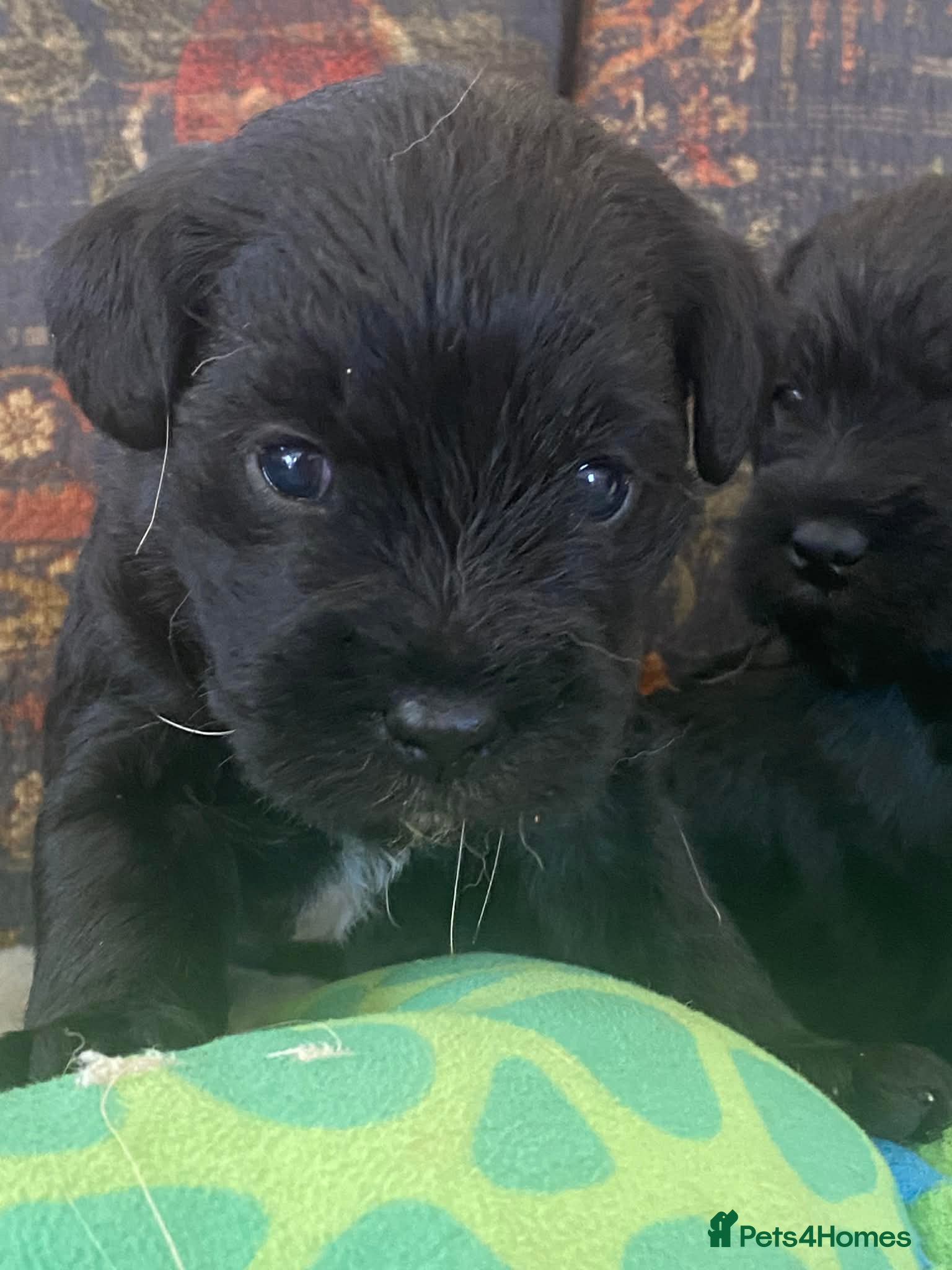 Mixed Breed dogs Border Terrier x Bedlington Terrier - Advert 1