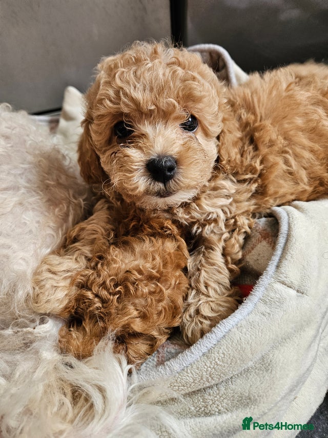 Maltipoo dogs Stunning Toy Maltipoo pups ❤️ one girl left! - Advert 5