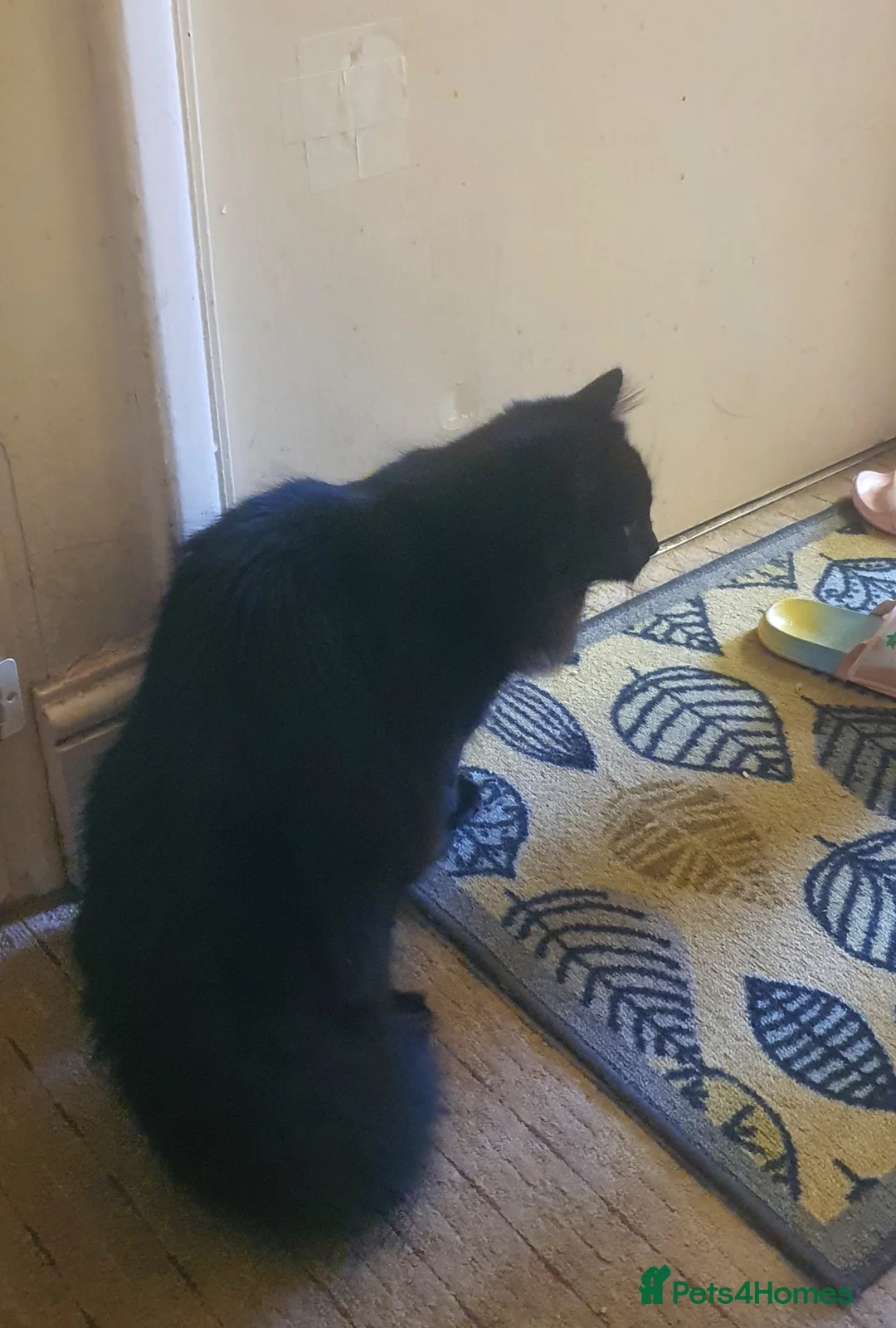 Domestic Shorthair cats for sale: General Information About Pet in Reading - Advert 3