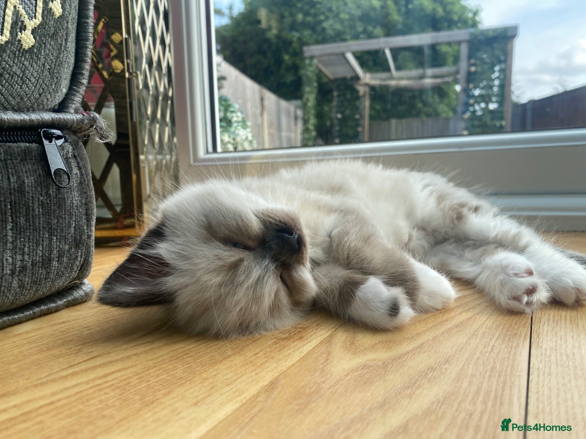 Siamese cats Beautiful siamese mixed breed kittens - Advert 7