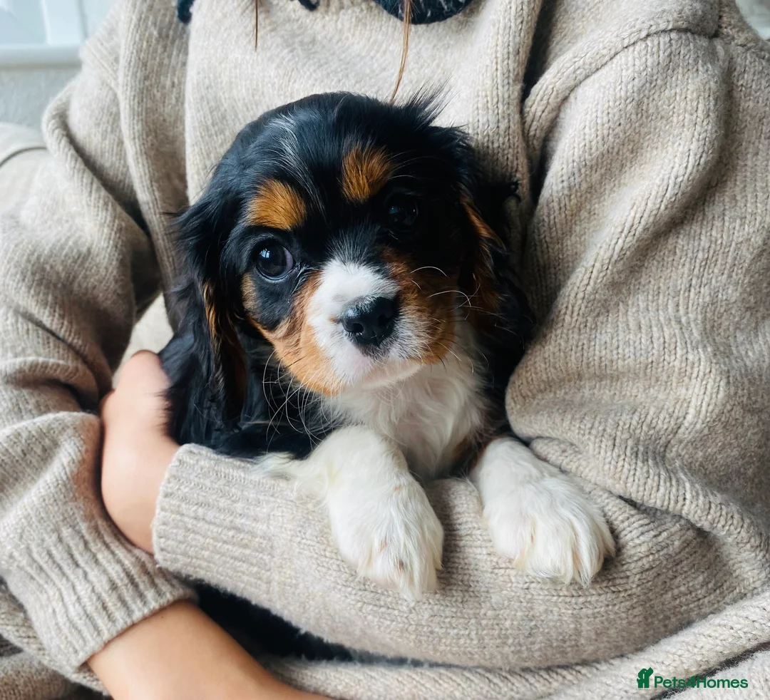 Cavalier King Charles Spaniel dogs for sale: 🌟REDUCED RUBY GIRL 🌟 Cavalier King Charles  - Advert 2