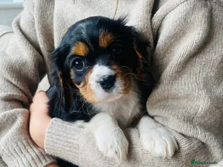 Cavalier King Charles Spaniel dogs 🌟REDUCED🌟 Cavalier King Charles - Advert 2