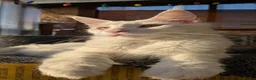 Maine Coon cats for sale: 🏅TICA🏅pure maine coon kittens - Advert 26