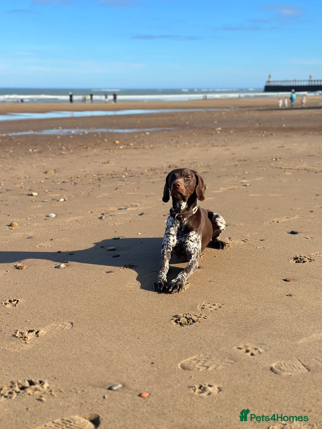German Shorthaired Pointer dogs for sale:  Loving Home Needed for Our Beautiful GSP - Advert 12