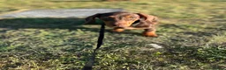 Miniature Dachshund dogs for sale: Mini dachshund  - Advert 3