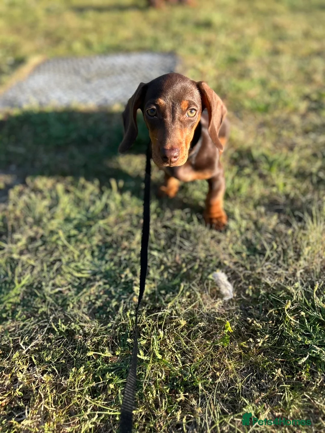 Miniature Dachshund dogs for sale: Mini dachshund  - Advert 3